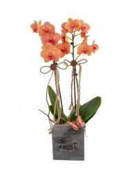 Orkide orange and Grey