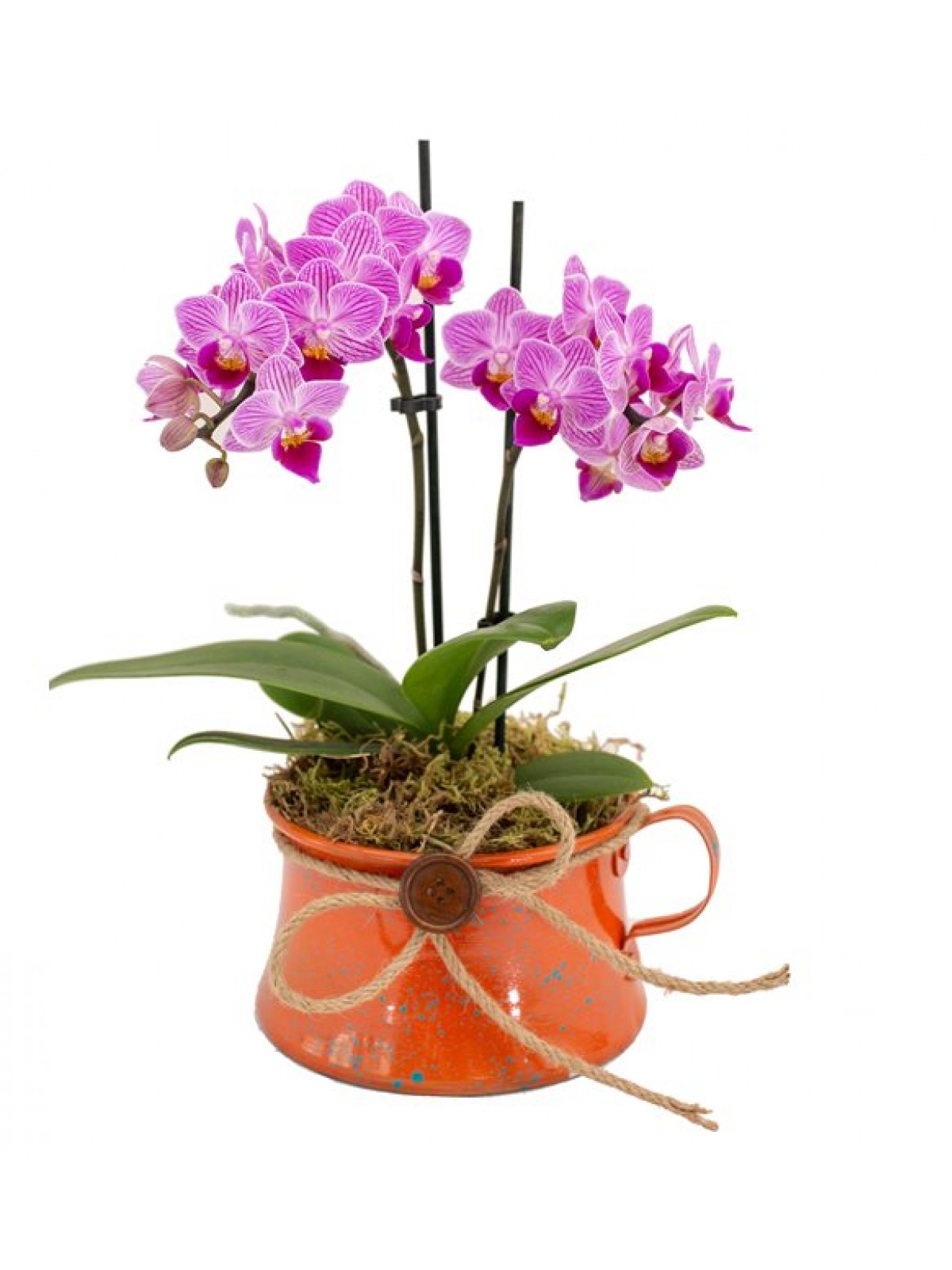 Orkide Mini Orange