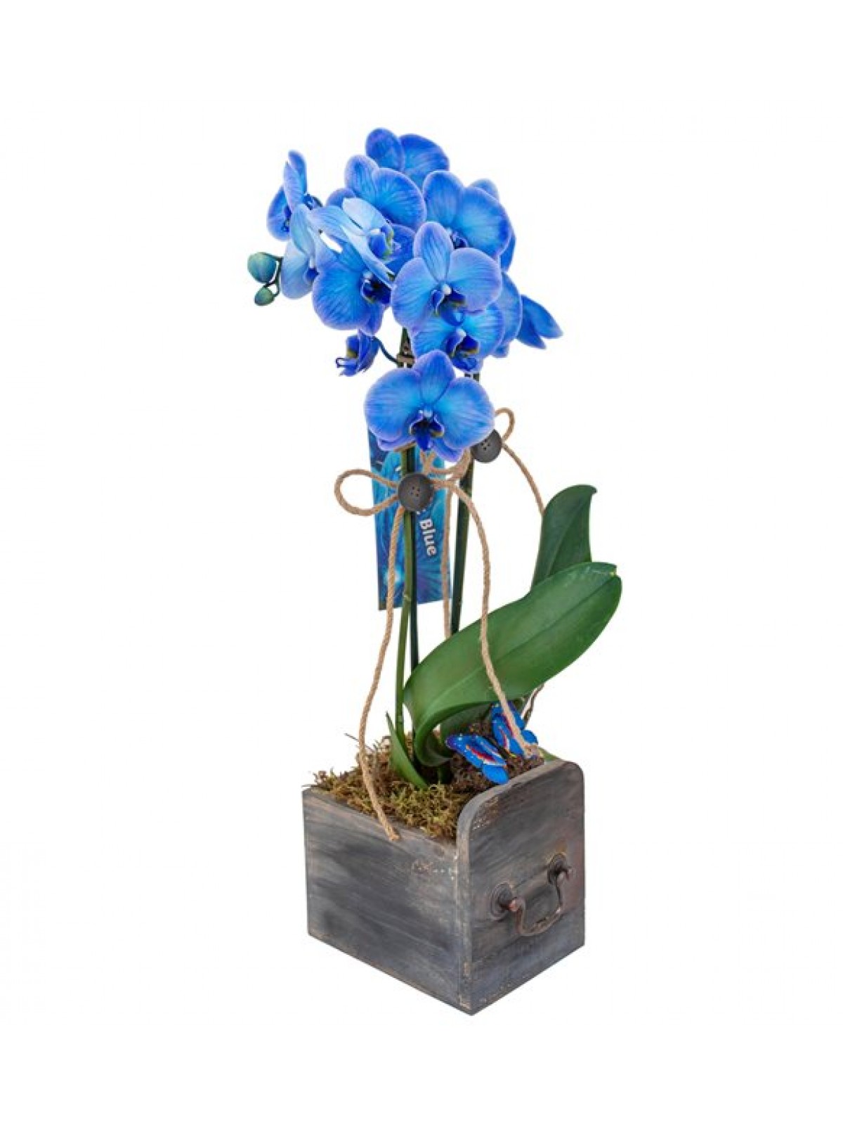 Mavi orkide & ahşap