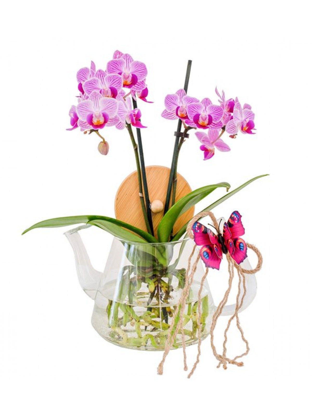 Orkide mini