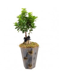Bonsai Ficus Gingseng Grey