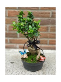bonsai Gingsang 1